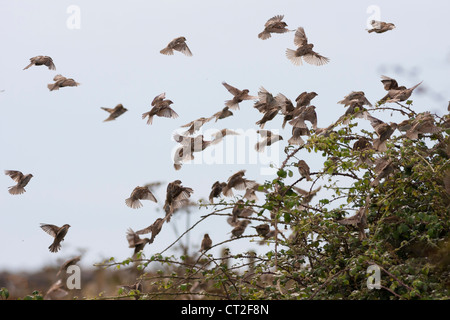 Flock of European house sparrows alighting on bush Stock Photo