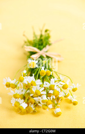 Bunch of fresh chamomile flowers on yellow background tied with bow Stock Photo
