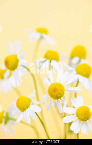 Closeup of chamomile flowers on yellow background Stock Photo
