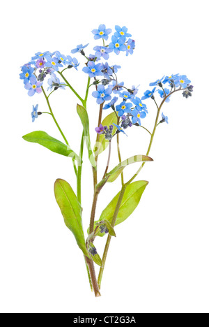 Arrangement of forget-me-not flowers with leaves isolated on white background Stock Photo