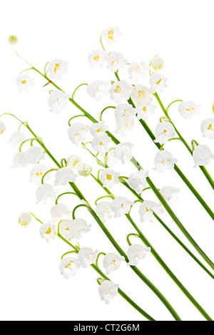 Lily of the valley flowers isolated on white background Stock Photo