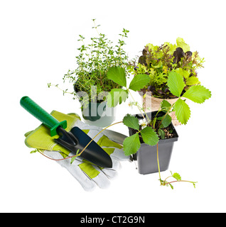 Plants and seedlings with gardening tools isolated on white Stock Photo
