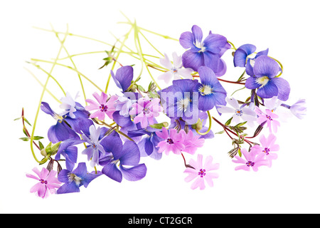 Purple violets and moss pink spring flowers arrangement isolated on white background Stock Photo