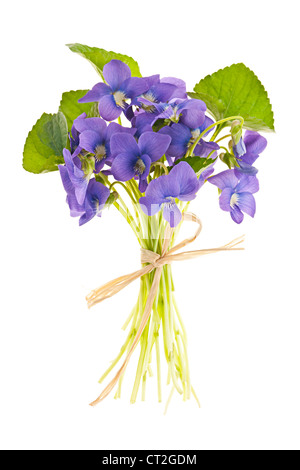 Bouquet of purple wild violets tied with bow isolated on white Stock Photo