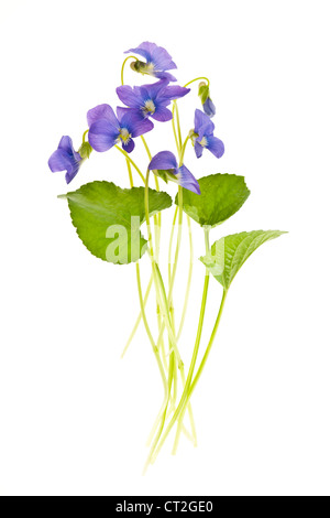 Arrangement of spring purple violets with leaves isolated on white background Stock Photo