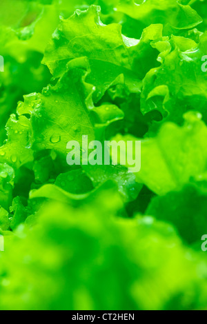 Green salad lettuce fresh leaves, on gray background Stock Photo - Alamy