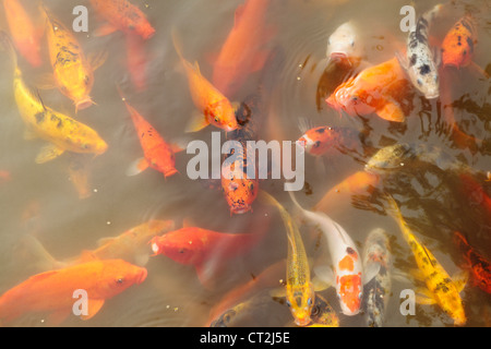 Cyprinus carpio haematopterus or koi carp in a feeding frenzy. Stock Photo