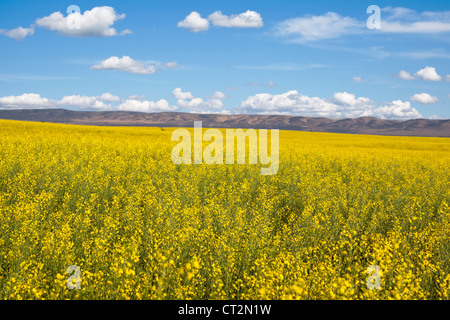 yellow flowers of oil rapeseed in field with blue sky and clouds Stock Photo