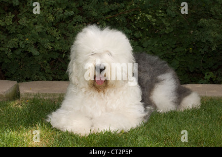 Old english sheepdog cross hi-res stock photography and images - Alamy
