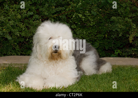 Old english sheepdog standing hi-res stock photography and images - Alamy