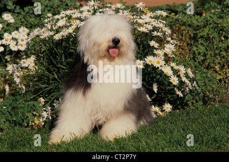 Old English Sheepdog lying in grass Stock Photo