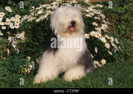 Old English Sheepdog lying in grass Stock Photo