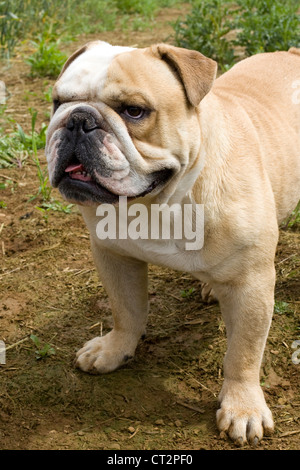 Harga store english bulldog