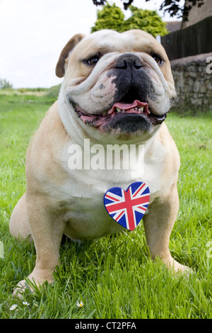 British Bulldog with a union jack heart Stock Photo