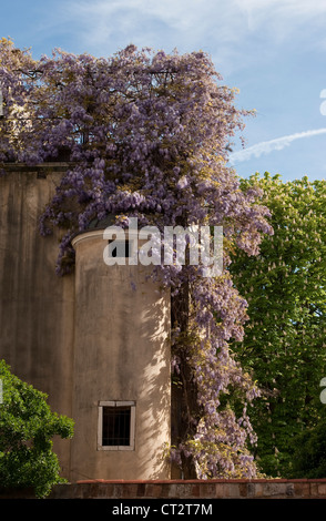 A magnificent climbing wisteria in a private garden in Venice, Italy Stock Photo