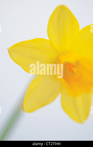 Narcissus, Daffodil Stock Photo