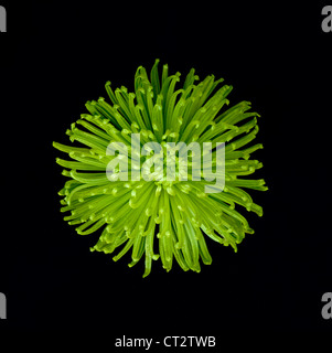 Chrysanthemum 'Shamrock', Chrysanthemum Stock Photo