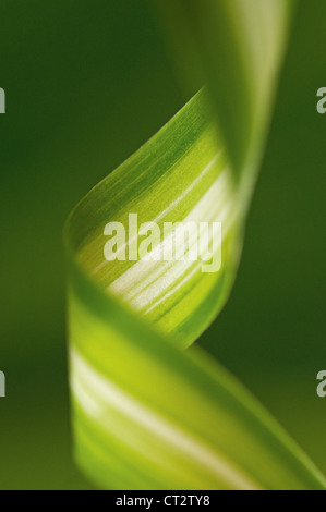 Chlorophytum comosum, Spider plant Stock Photo