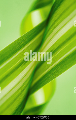 Chlorophytum comosum, Spider plant Stock Photo