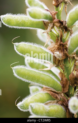 Lupinus 'Polar Princess', Lupin Stock Photo