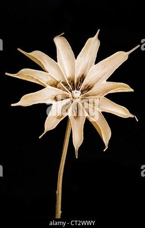 Nigella orientalis 'Transformer', Love-in-a-mist, open brown seed pods with seeds against a black background. Stock Photo