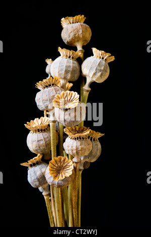 Papaver somniferum, Poppy, Opium poppy Stock Photo