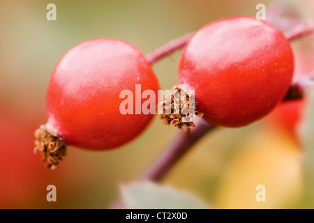 Rosa glauca, Rose Stock Photo