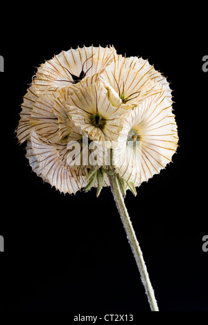 Scabiosa stellata 'Paper Moon', Pincushion flower Stock Photo