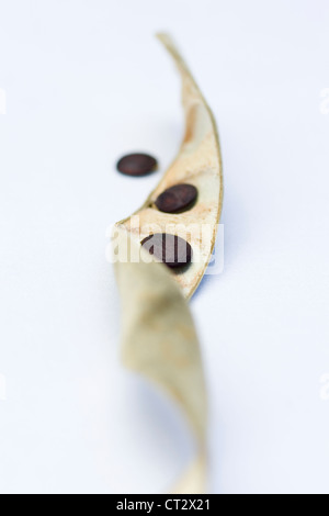 Wisteria, curled dry seed pod with brown seeds on a white background. Stock Photo