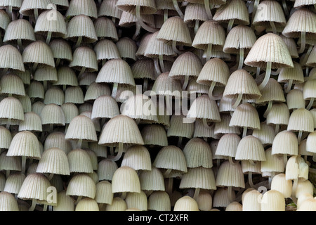 Angel's Bonnet Mycena arcangeliana gilled fungi on stump Stock Photo