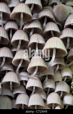 Angel's Bonnet Mycena arcangeliana gilled fungi on stump Stock Photo