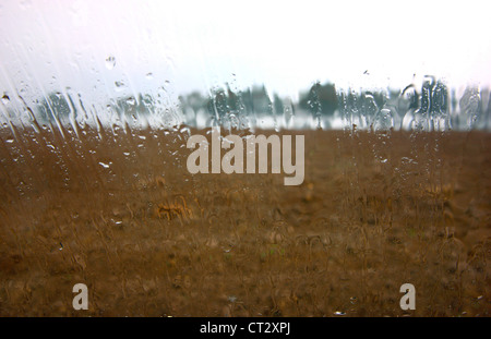 Rainy day, raindrops running down a wind. View of a muddy field, trees in rain. Stock Photo