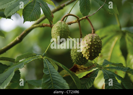 Aesculus x carnea, Horse chestnut, red Stock Photo
