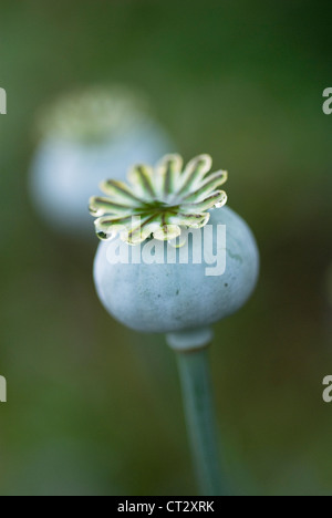 Papaver somniferum, Poppy, Opium poppy Stock Photo