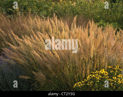 Calamagrostis brachytricha, Korean feather reed grass with flowering panicles on long stems. Stock Photo