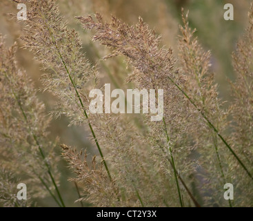 Calamagrostis brachytricha, Korean feather reed grass Stock Photo