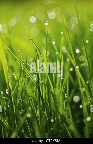 Grass close up at ground level with water droplets on the green blades.