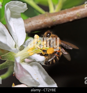 yellow wasp on aple tree flower Stock Photo