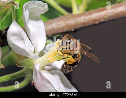 yellow wasp on aple tree flower Stock Photo