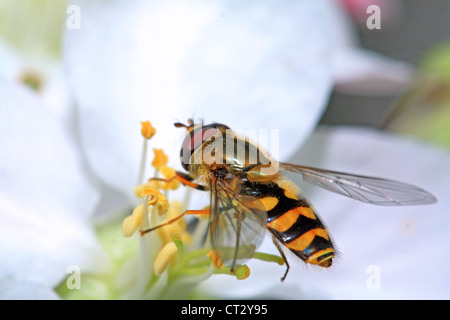 yellow wasp on aple tree flower Stock Photo