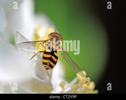 yellow wasp on aple tree flower Stock Photo