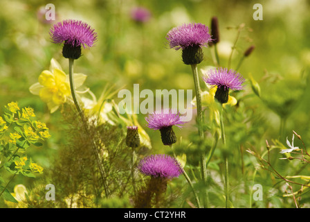 Centaurea nigra, Knapweed Stock Photo