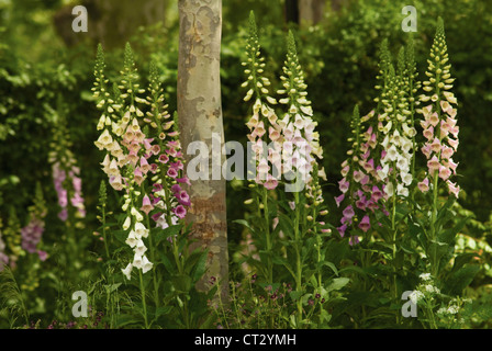 Digitalis purpurea, Foxglove Stock Photo