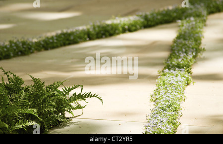 Fern Stock Photo