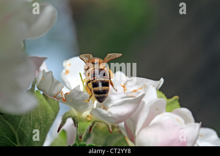 yellow wasp on aple tree flower Stock Photo