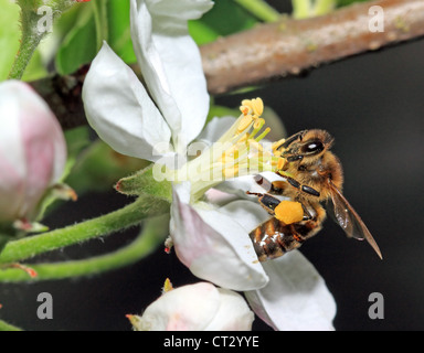 yellow wasp on aple tree flower Stock Photo