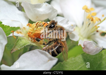 yellow wasp on aple tree flower Stock Photo