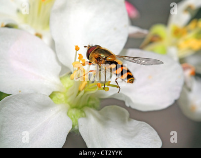 yellow wasp on aple tree flower Stock Photo