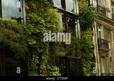 Fatsia japonica, Fatsia Stock Photo