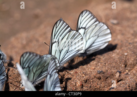 butterflies on land Stock Photo